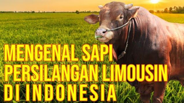 
                                 Pesona-Sapi-Persilangan-Limousin-Di-Indonesia.JPG